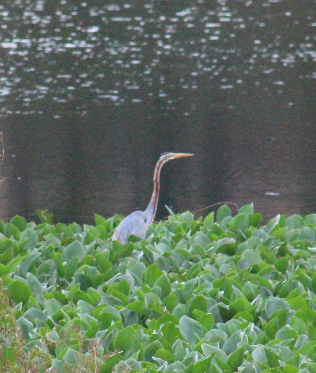 Purple Heron - ML641840912