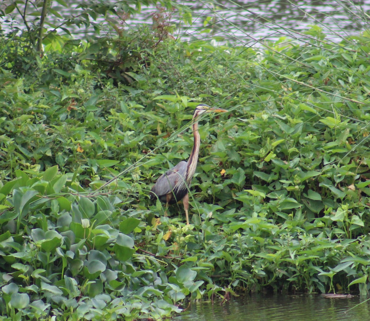 Purple Heron - ML641840913