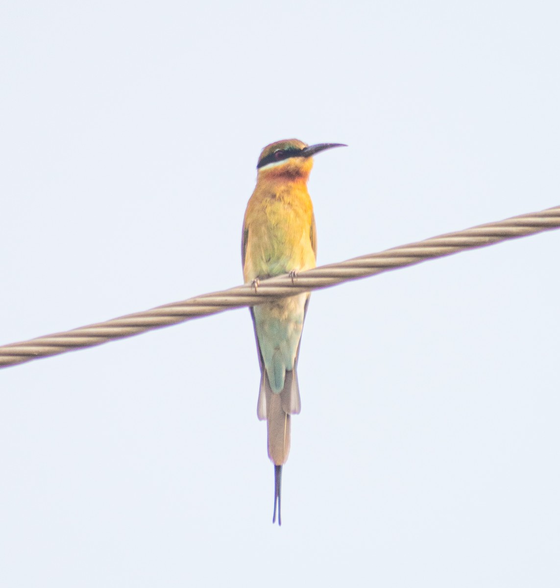 Blue-tailed Bee-eater - ML641840914