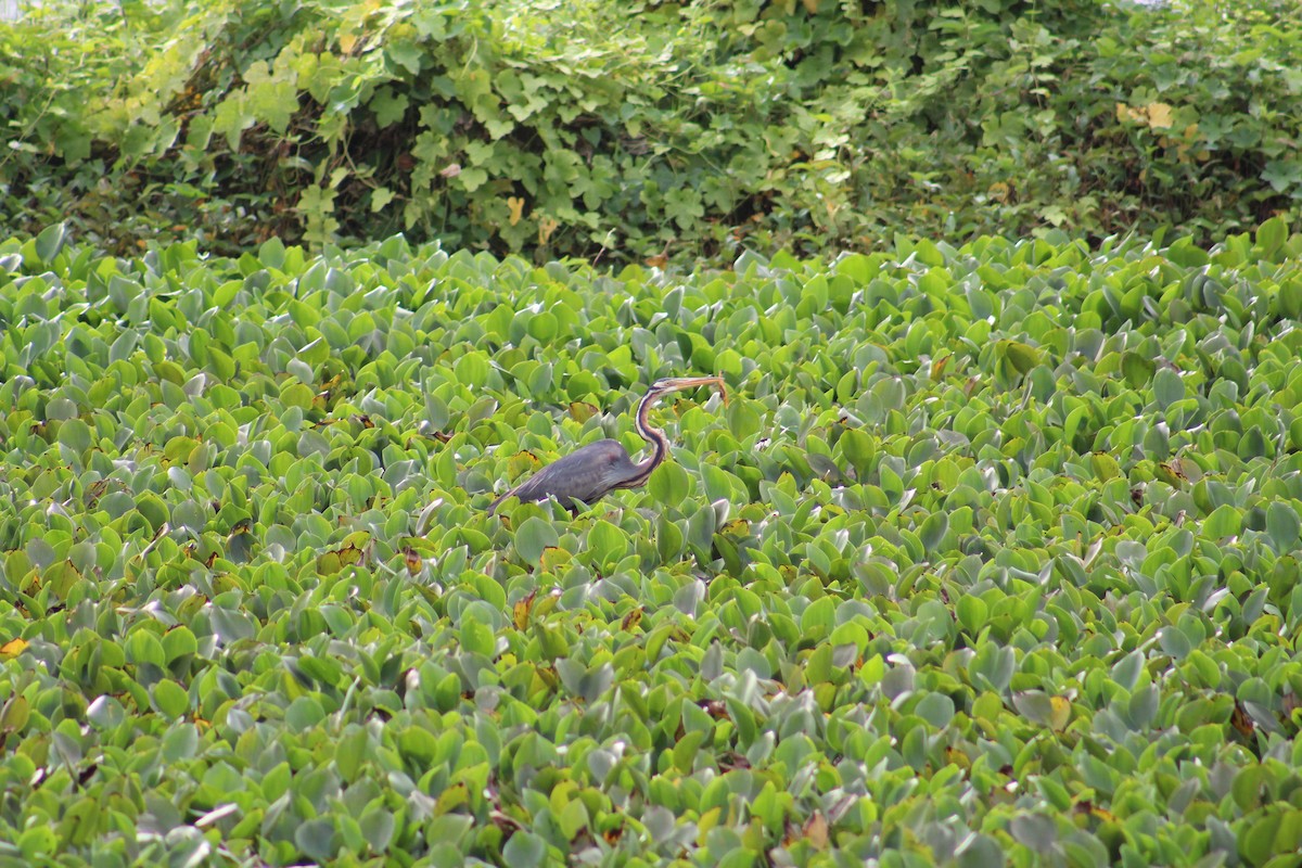 Purple Heron - ML641840915