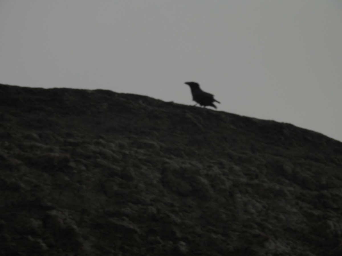 Common Raven - ML641840917