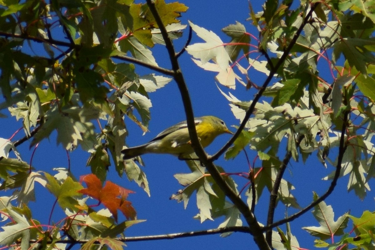 Black-throated Green Warbler - ML641840918