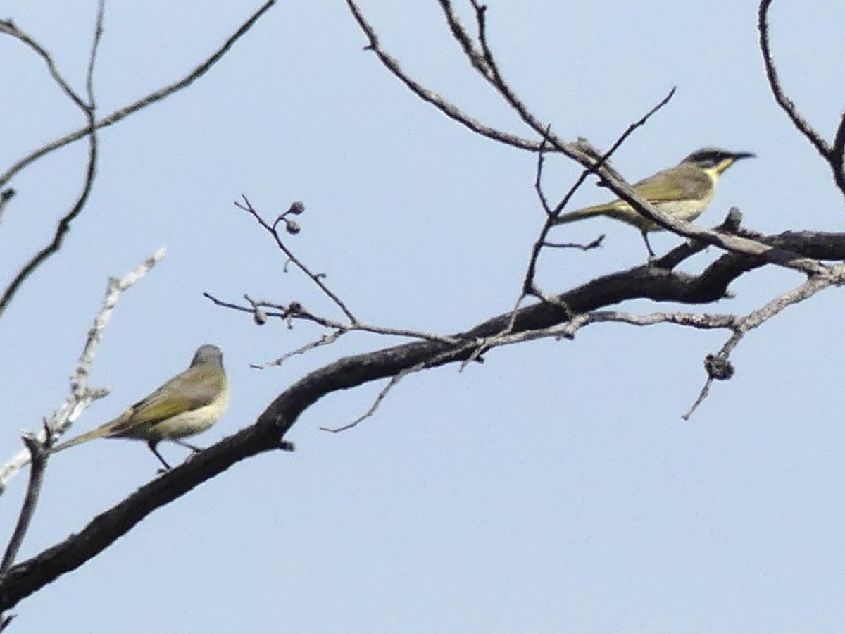 Purple-gaped Honeyeater - ML641840919
