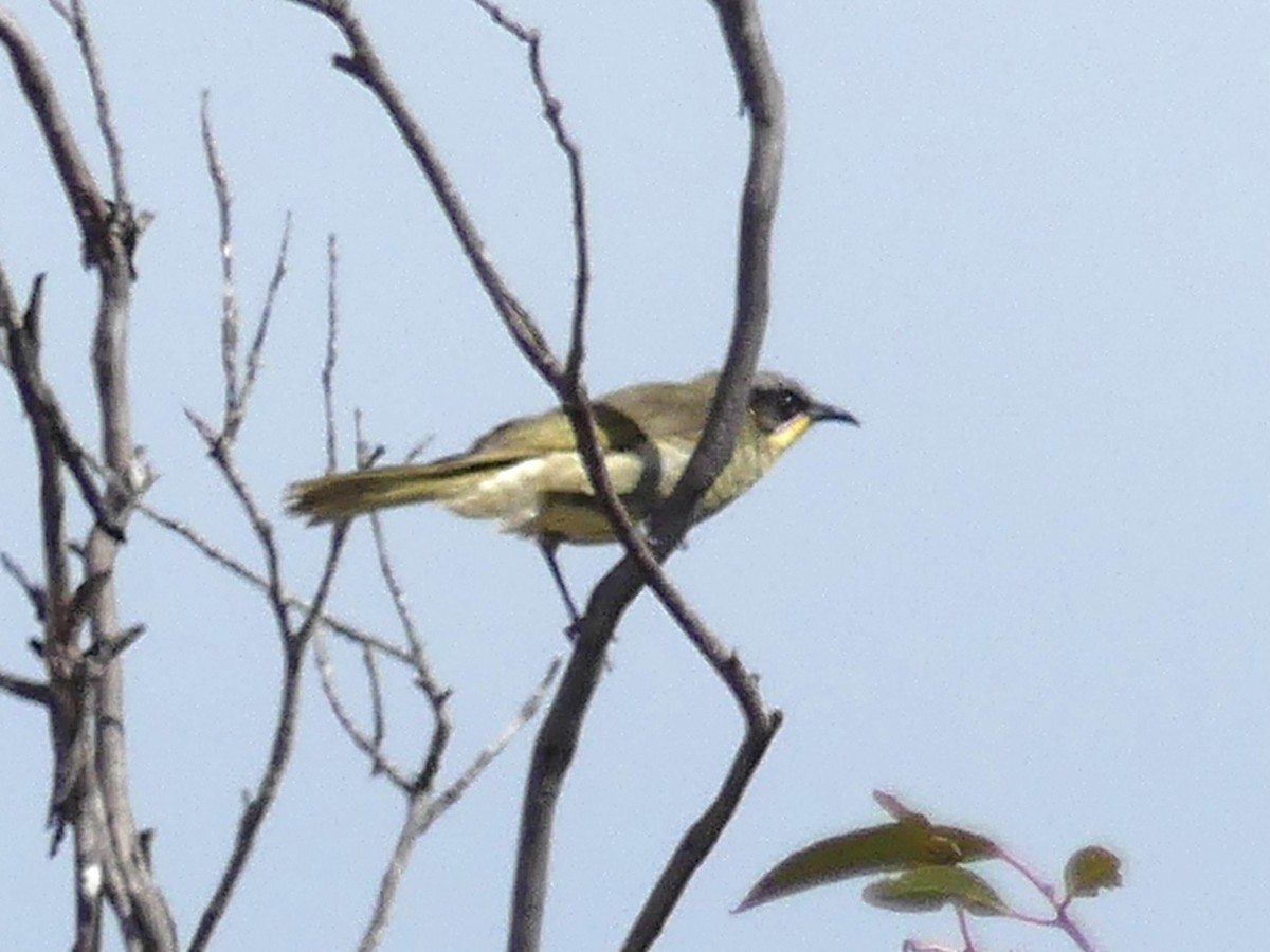 Purple-gaped Honeyeater - ML641840920