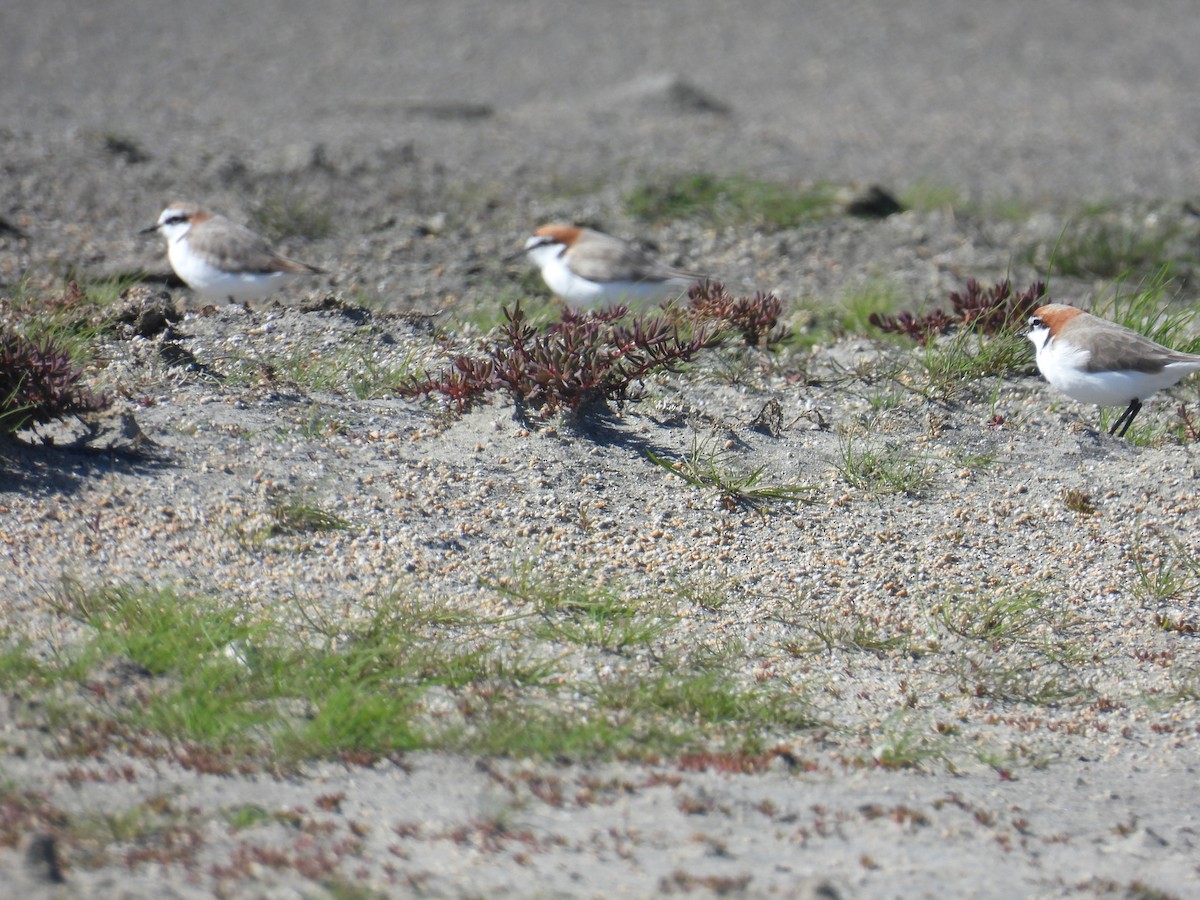 Red-capped Plover - ML641840921
