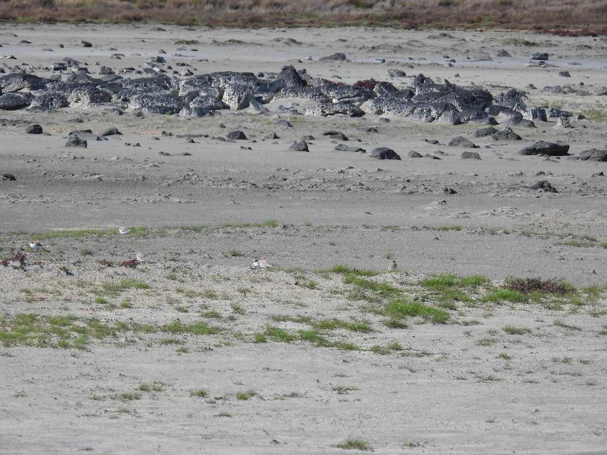 Red-capped Plover - ML641840922