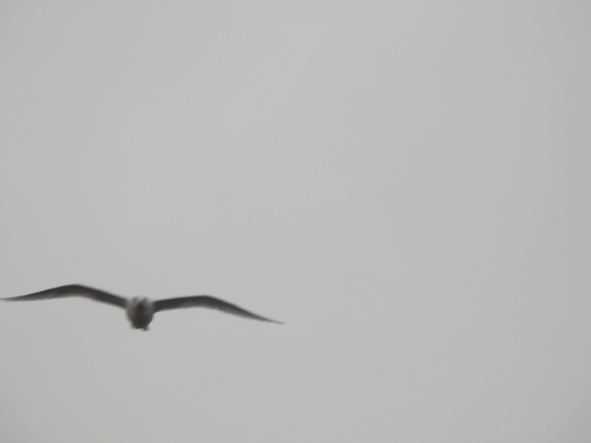 Glaucous Gull - ML641840923