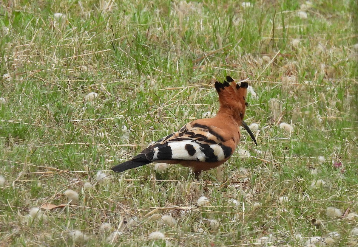 Eurasian Hoopoe (African) - ML641840924