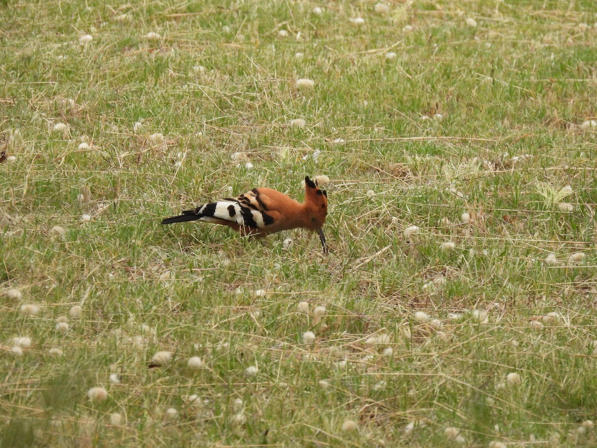 Eurasian Hoopoe (African) - ML641840925