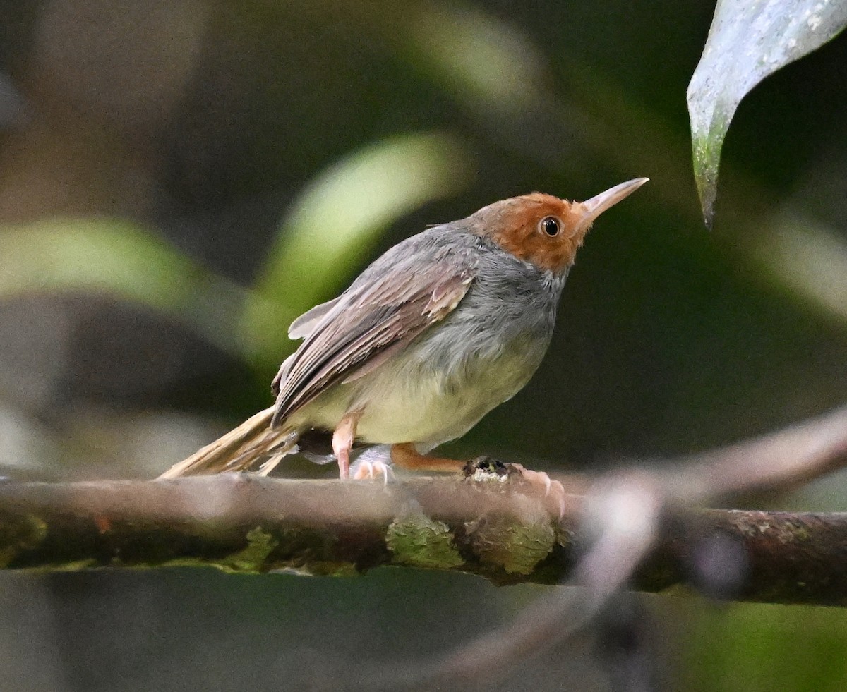 Ashy Tailorbird - ML641840927