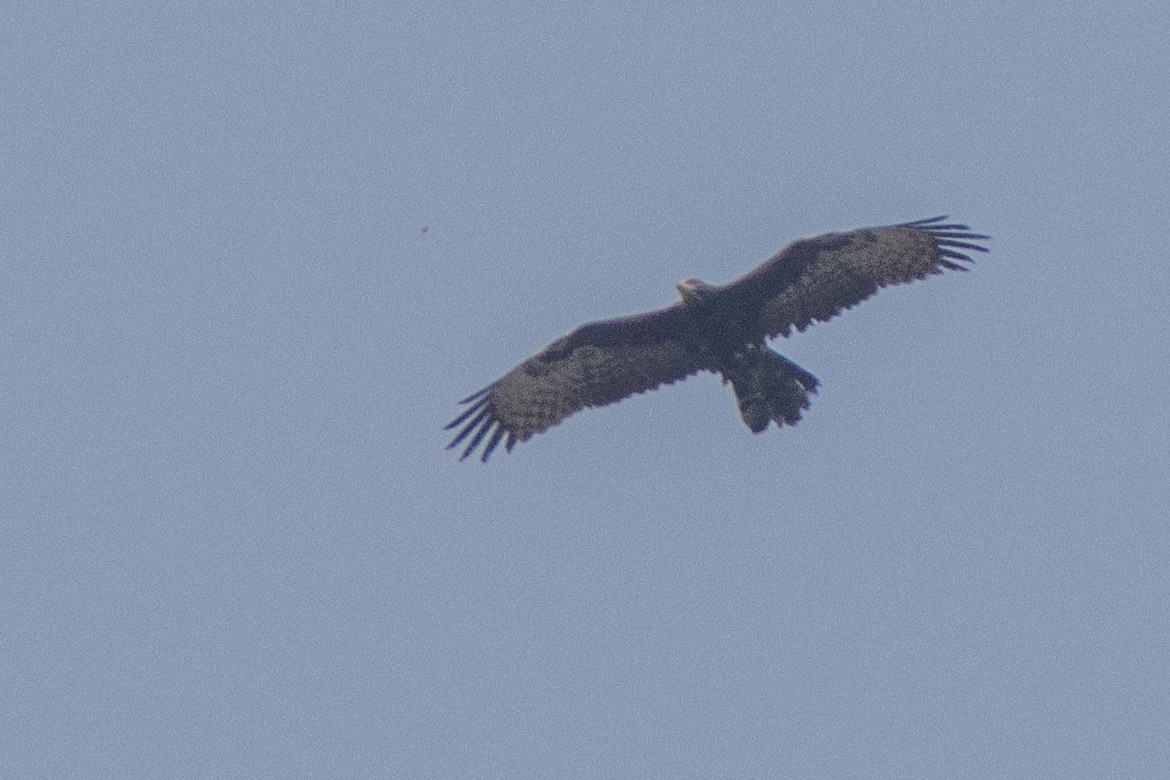 Himalayan Buzzard - ML641840928