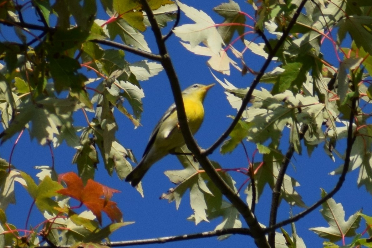 Black-throated Green Warbler - ML641840929
