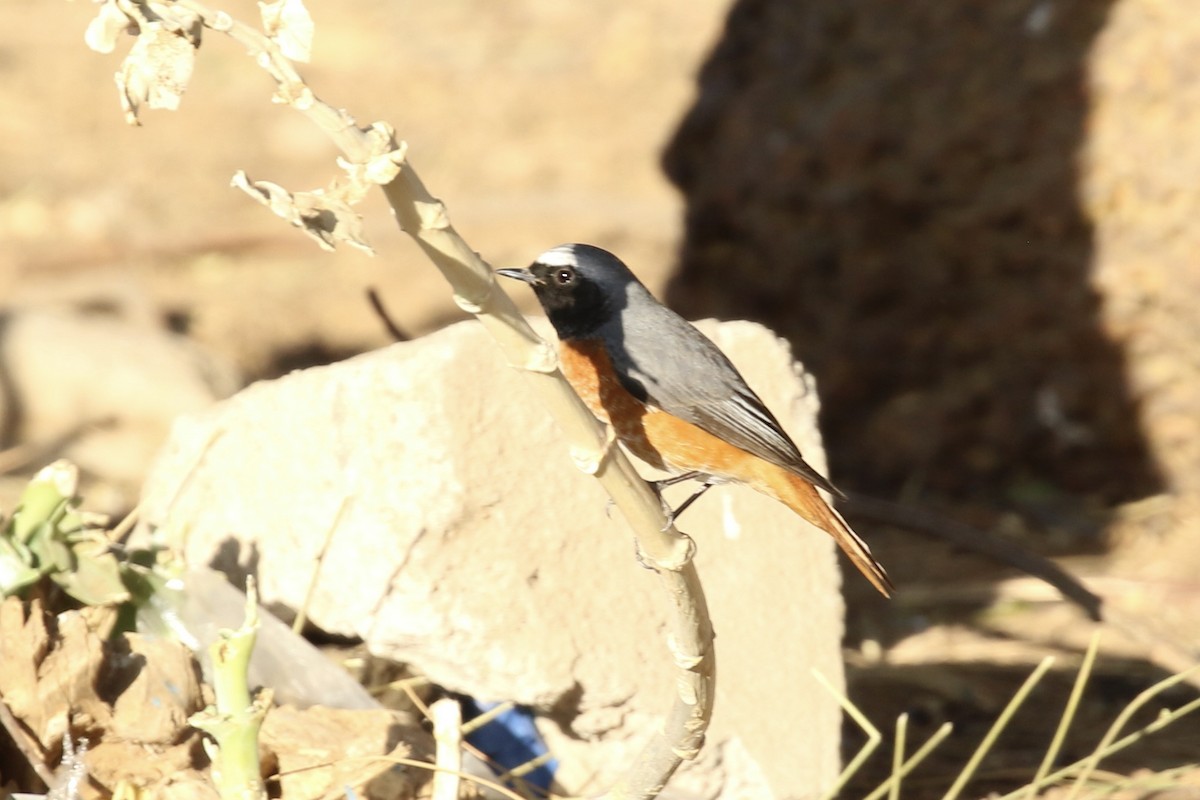 Common Redstart - ML641840933