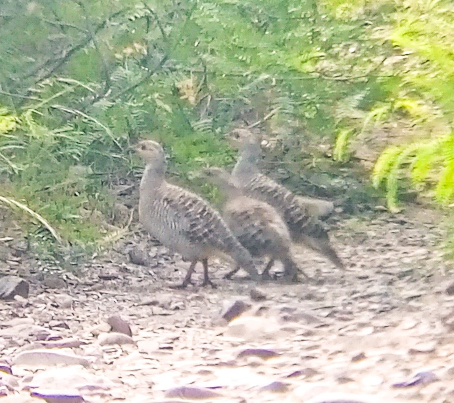 Gray Francolin - ML641840936