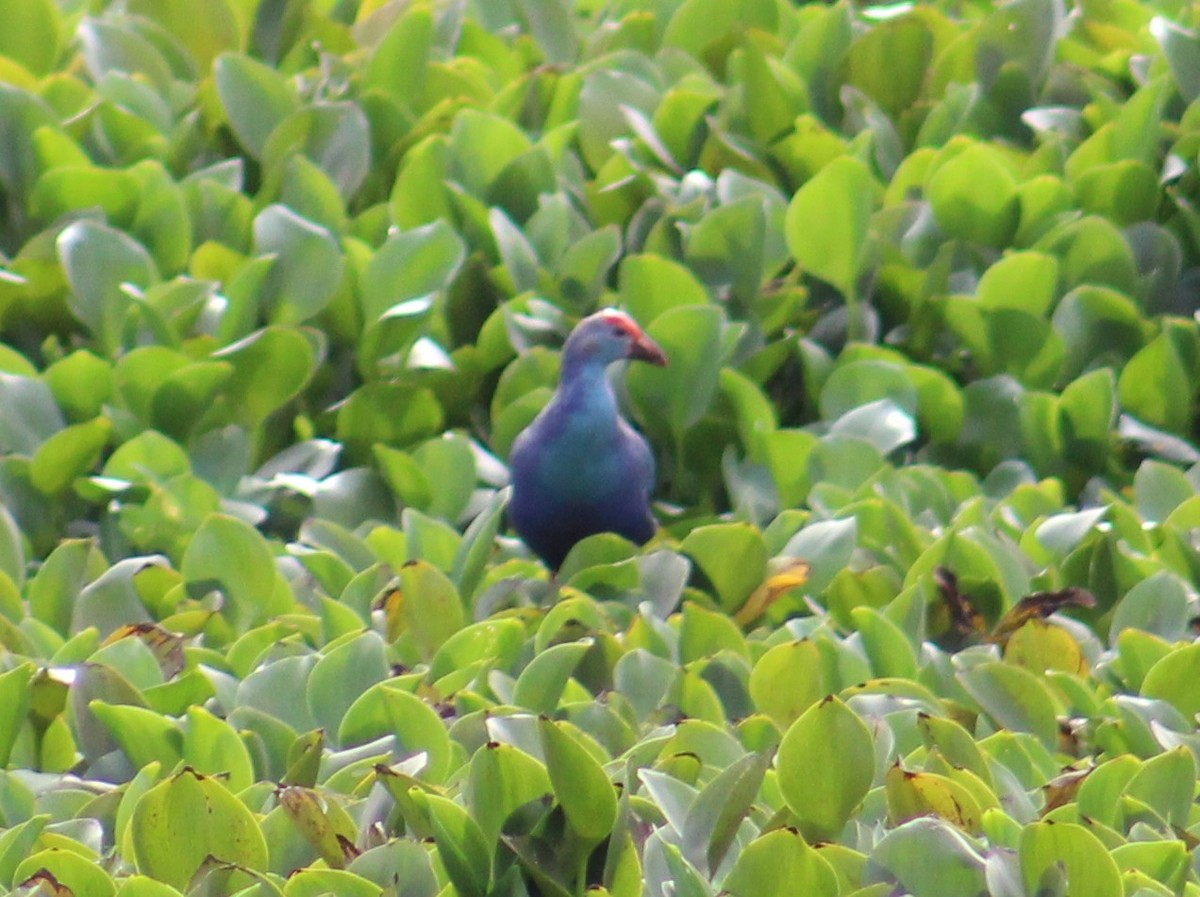 Gray-headed Swamphen - ML641840953