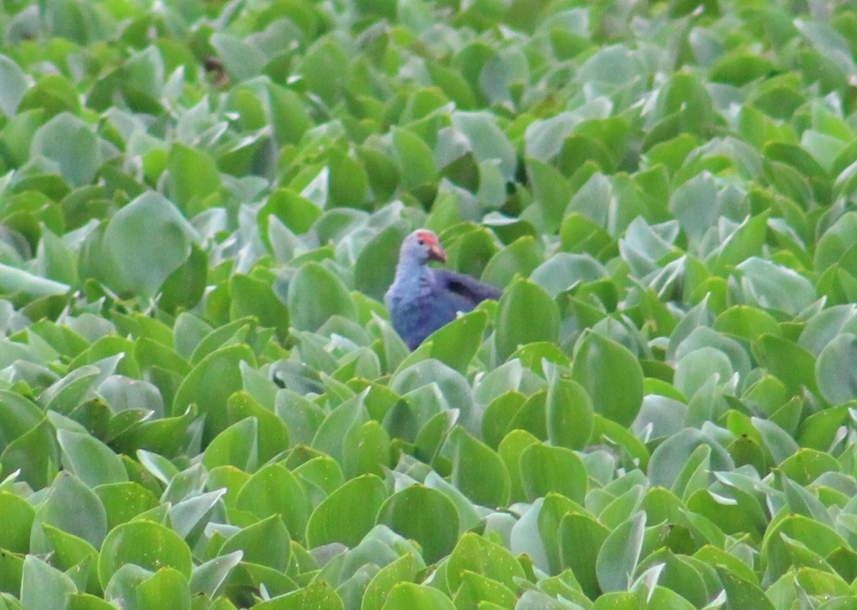 Gray-headed Swamphen - ML641840954