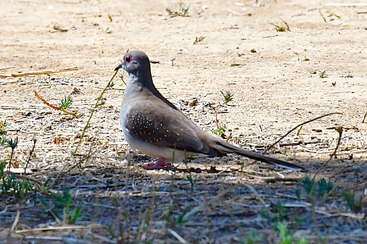 Diamond Dove - ML641840967