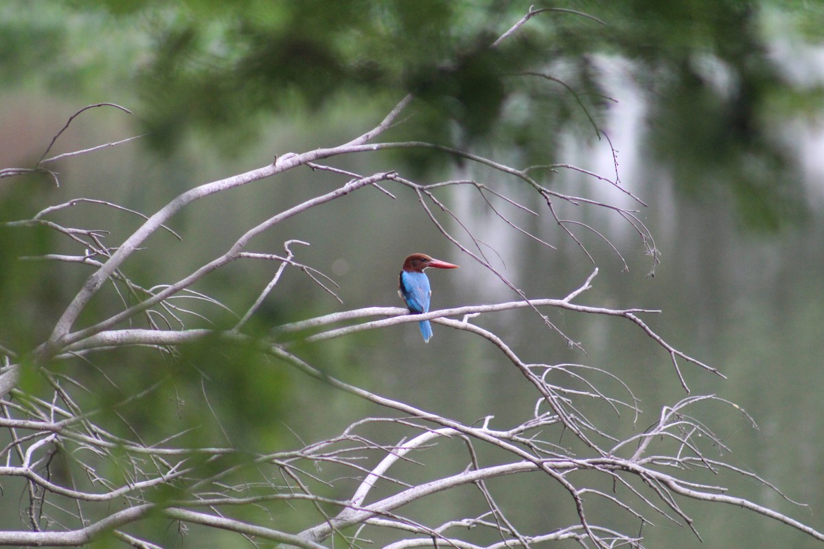 White-throated Kingfisher - ML641840988