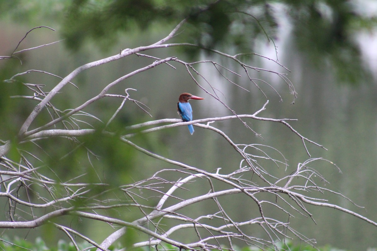 White-throated Kingfisher - ML641840990