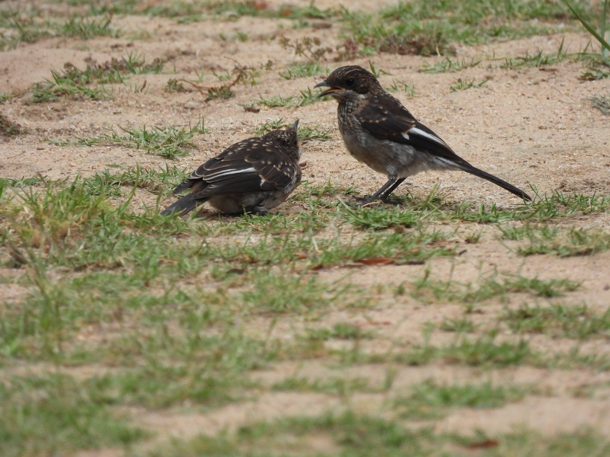 Fiscal Flycatcher - ML641840995