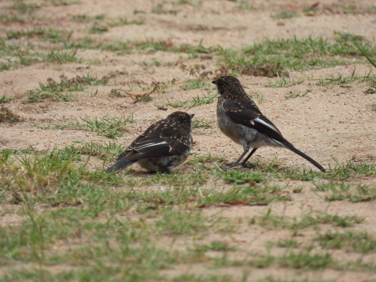 Fiscal Flycatcher - ML641840996