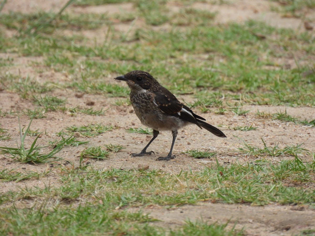 Fiscal Flycatcher - ML641840997