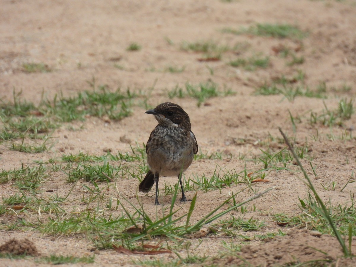 Fiscal Flycatcher - ML641840998