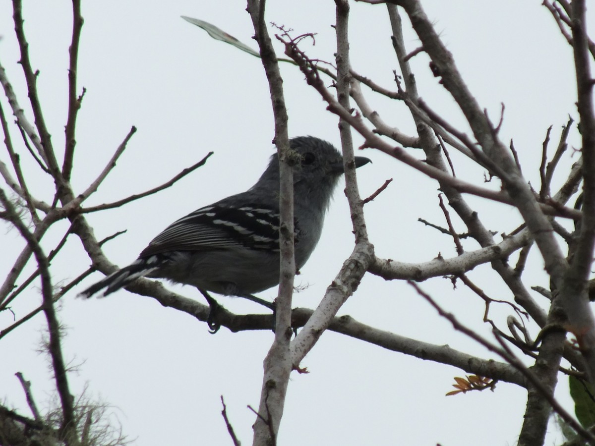 Sooretama Slaty-Antshrike - ML641841008