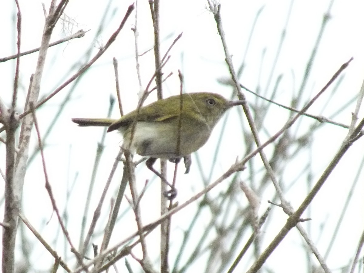 Hangnest Tody-Tyrant - ML641841019