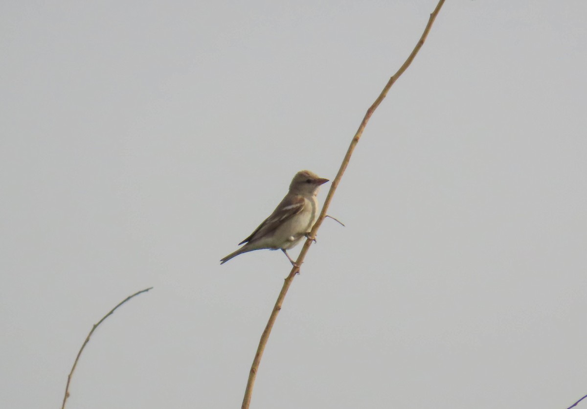 Yellow-throated Sparrow - ML641841058