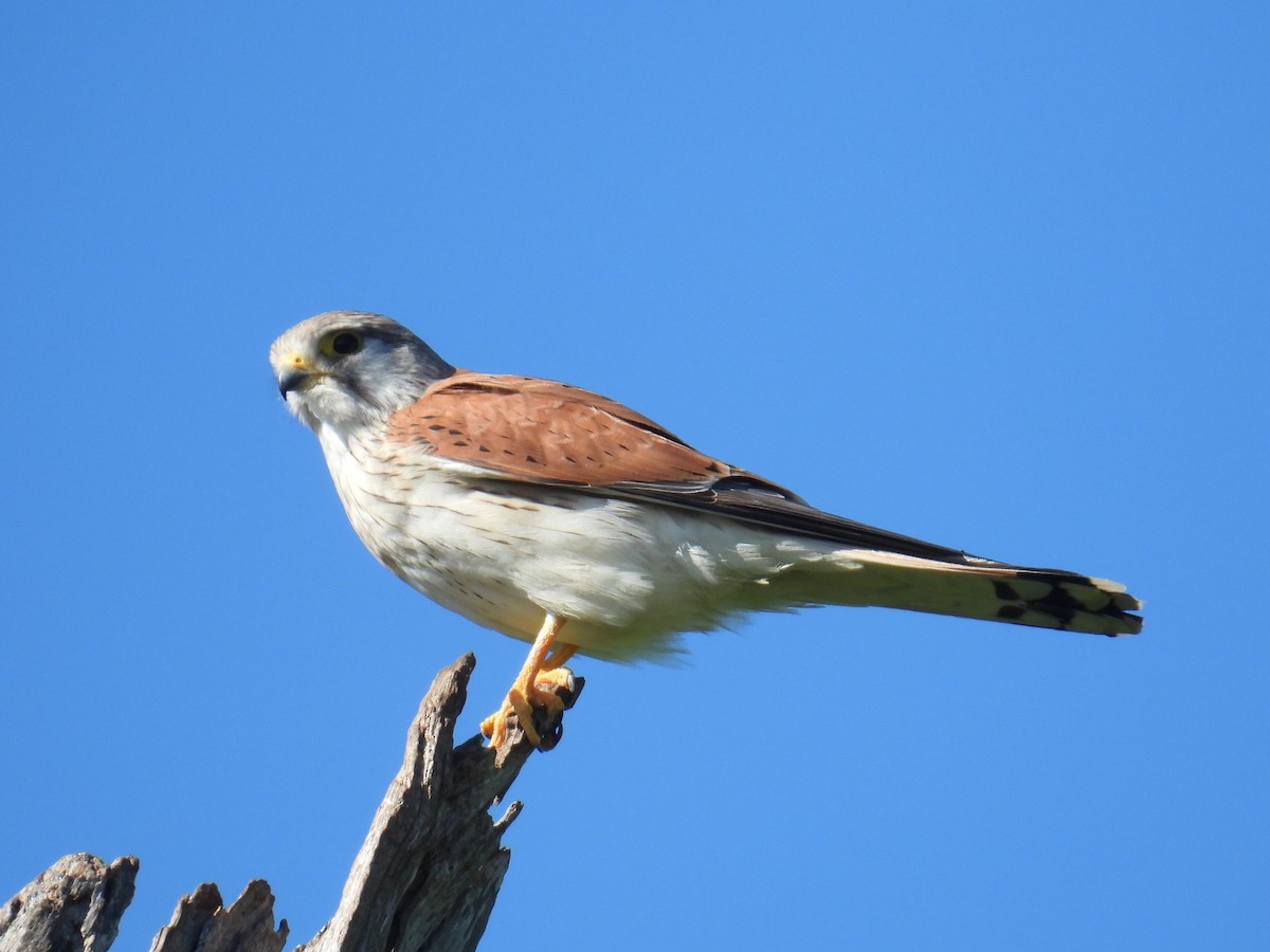 Nankeen Kestrel - ML641841071