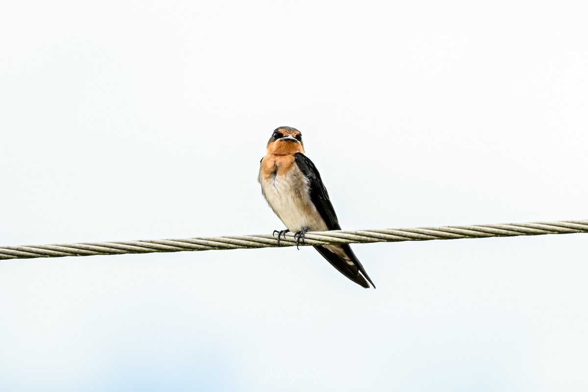 Pacific Swallow - ML641841076
