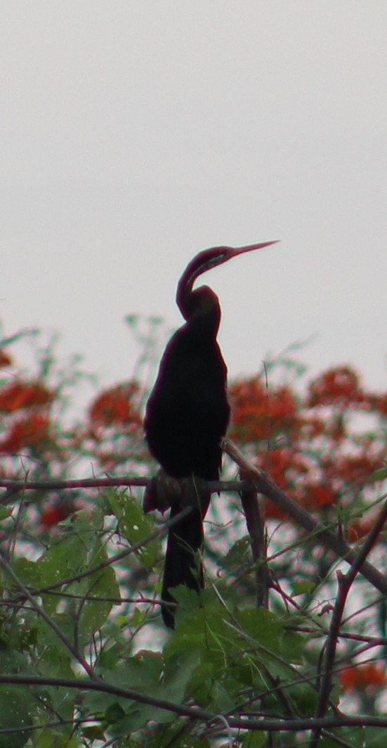 Oriental Darter - ML641841077