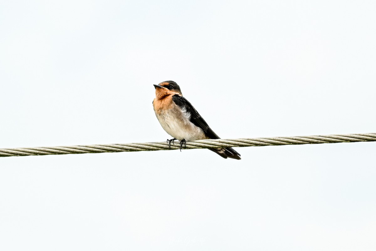 Pacific Swallow - ML641841078