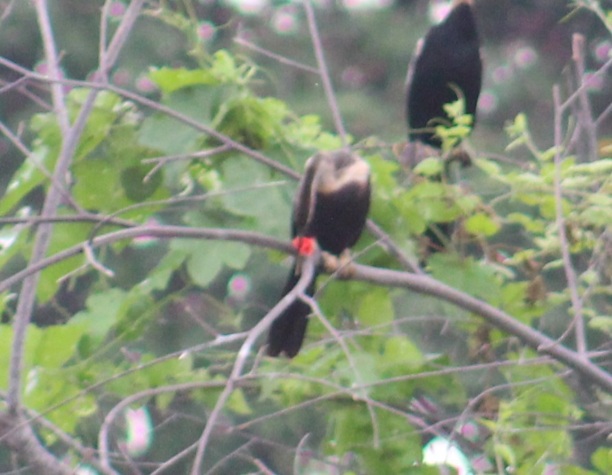 Oriental Darter - ML641841080