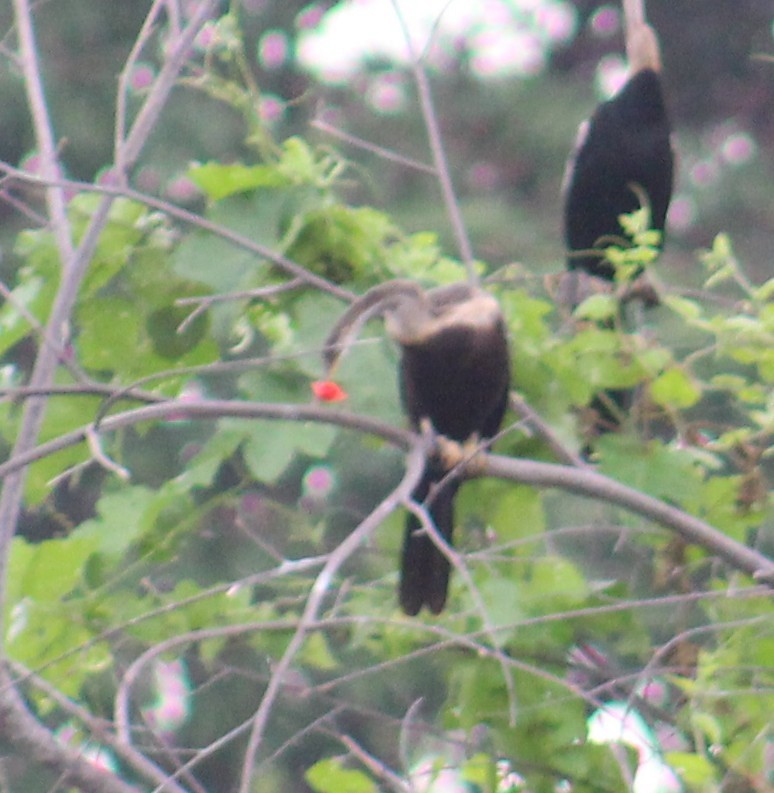 Oriental Darter - ML641841082