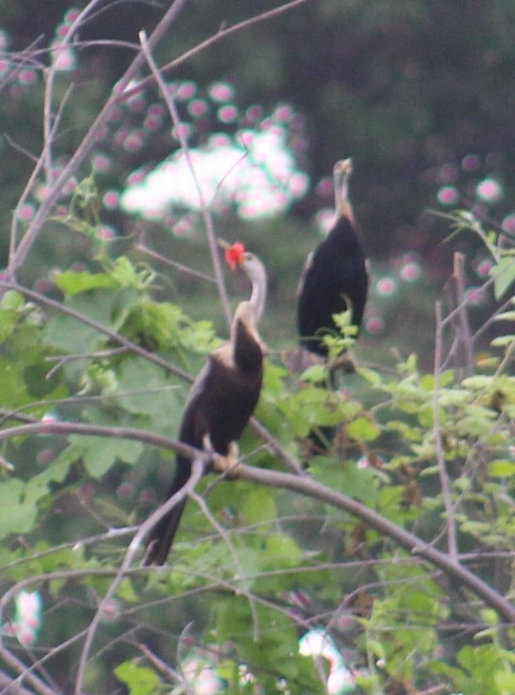 Oriental Darter - ML641841083
