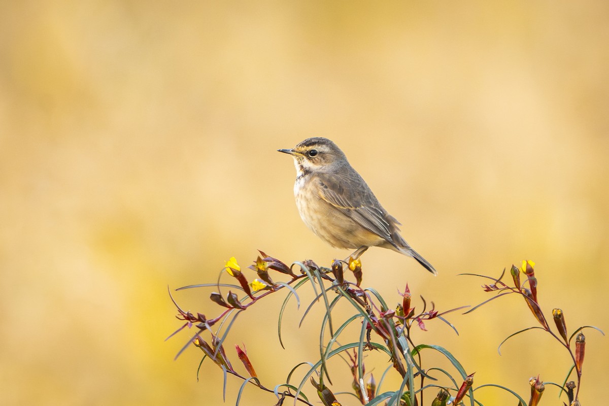 Bluethroat - ML641841103