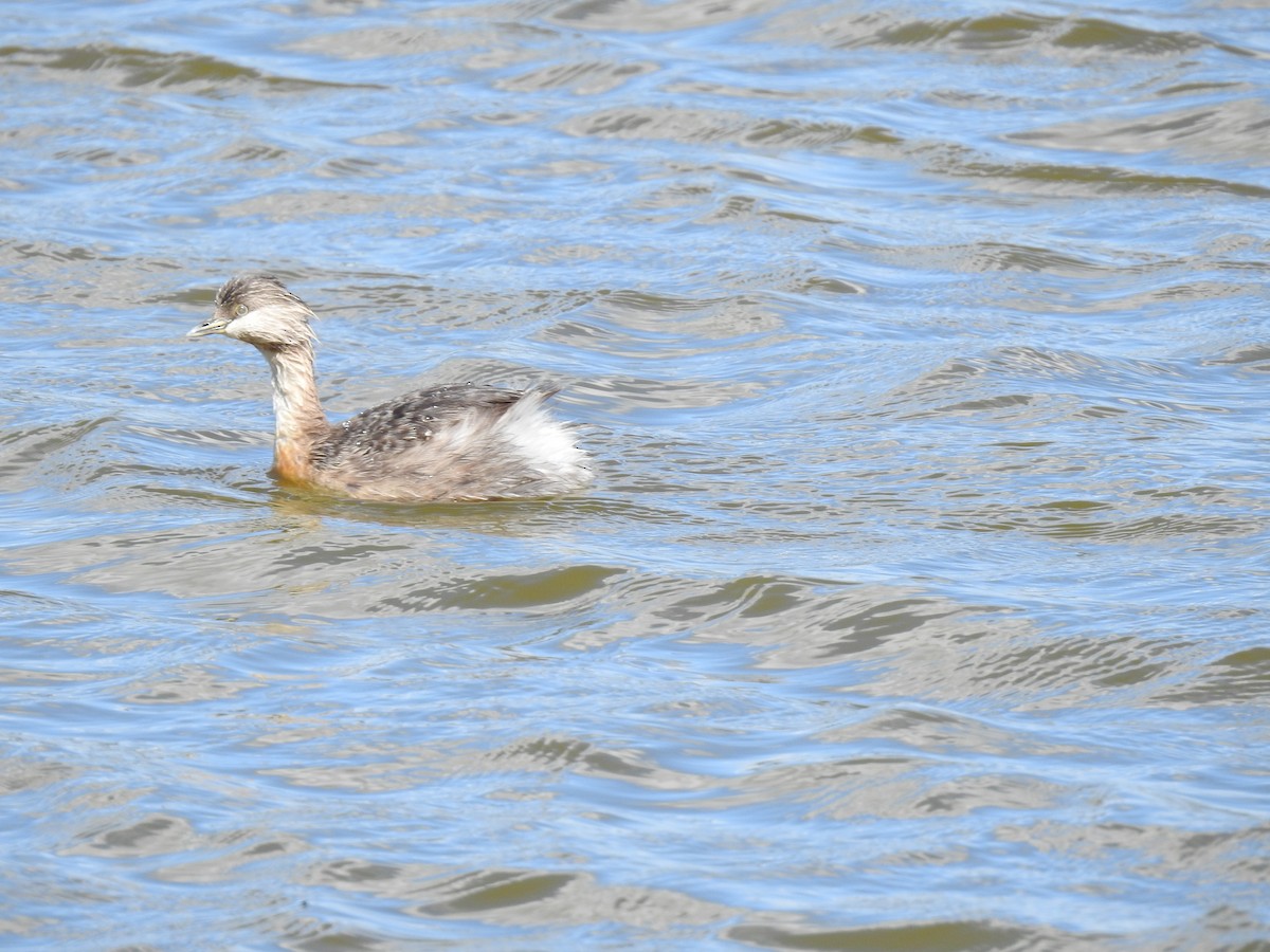 Hoary-headed Grebe - ML641841114