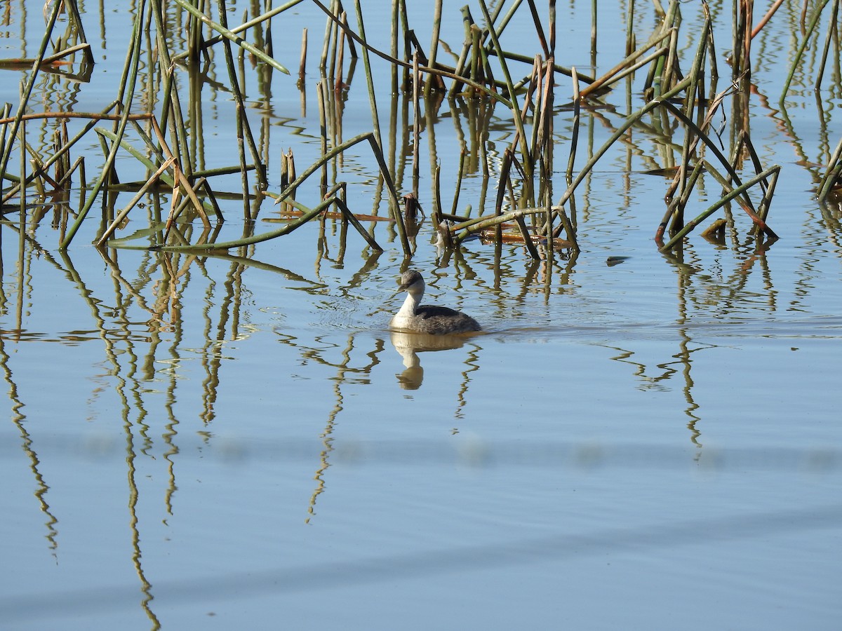 Hoary-headed Grebe - ML641841115