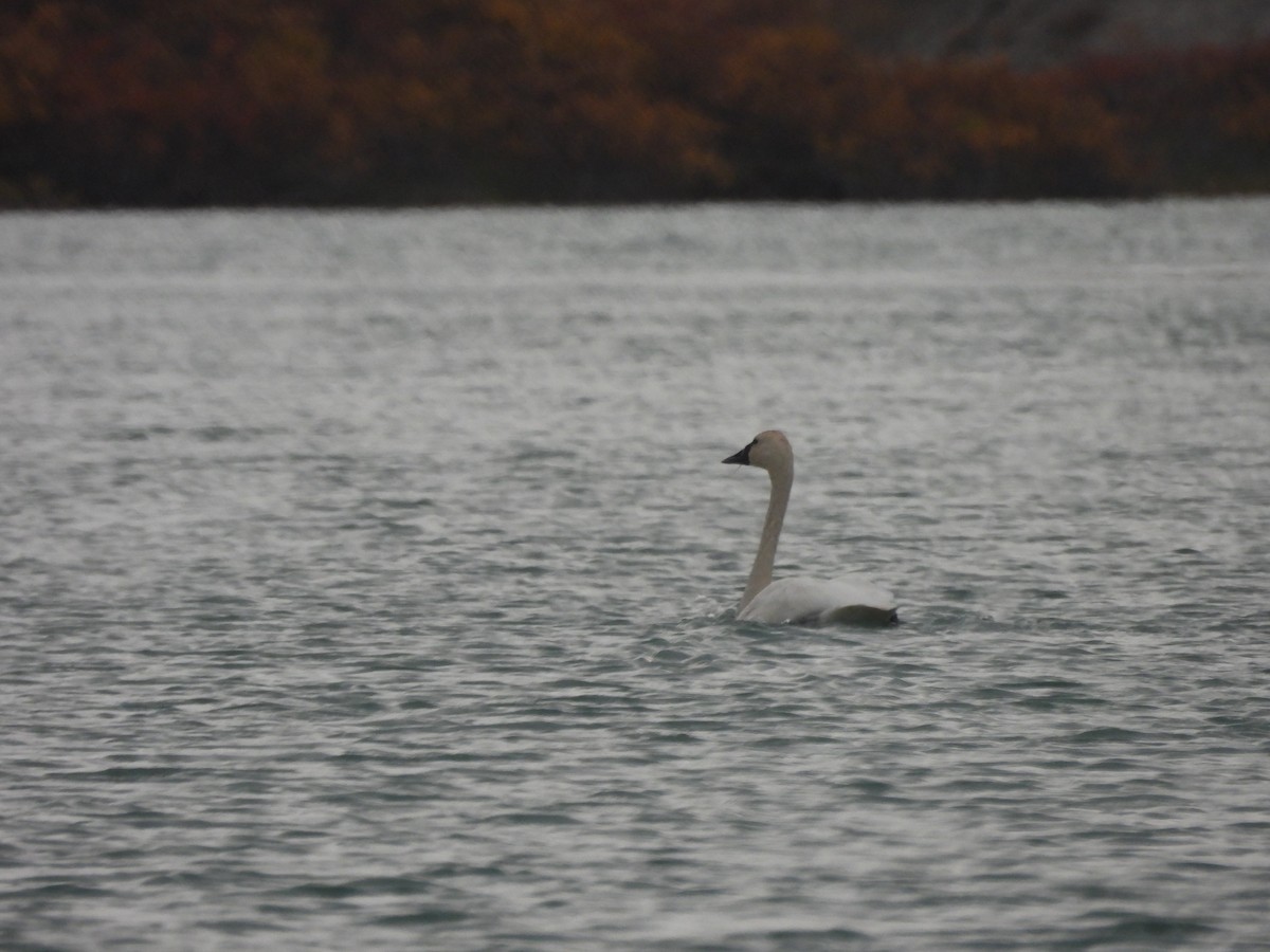 Cigno minore - ML641841126