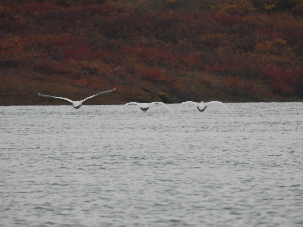 Cigno minore - ML641841131