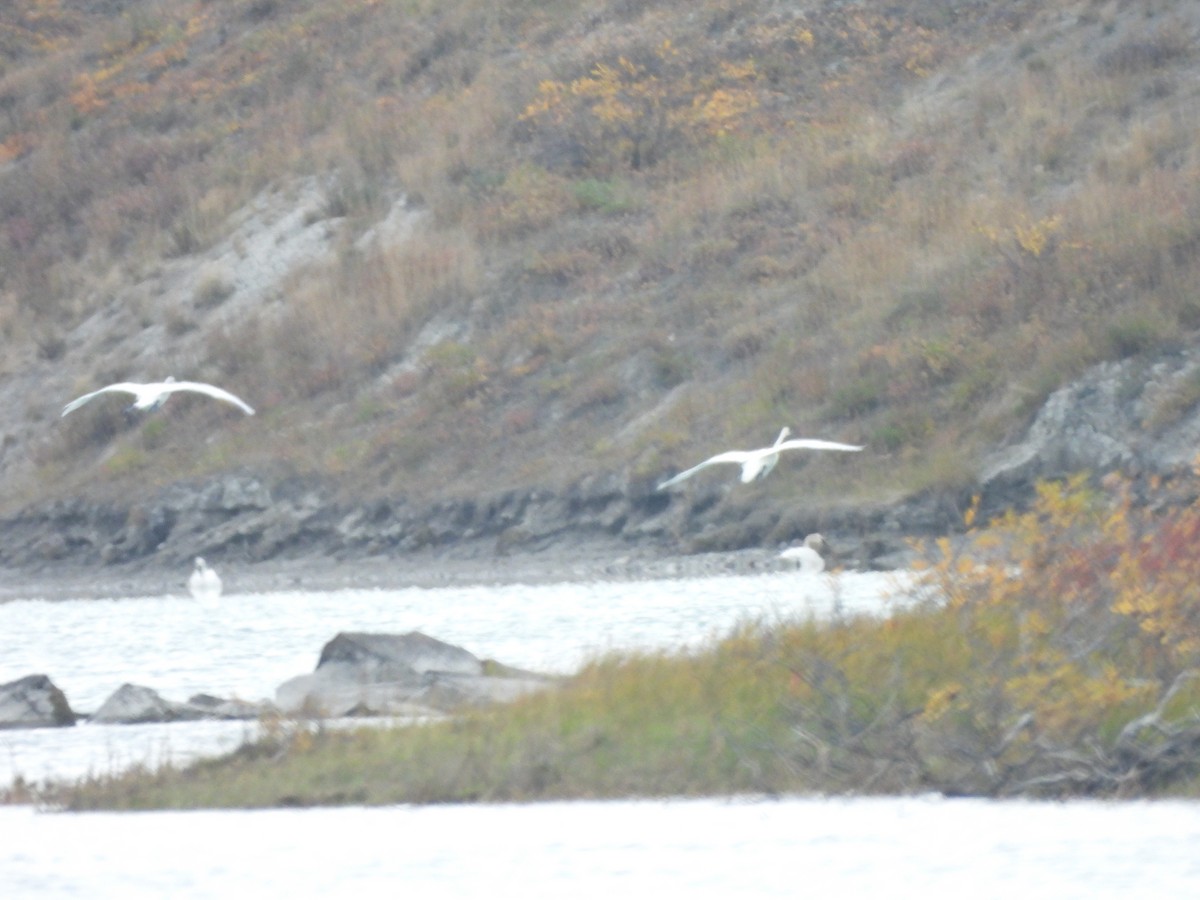 Cigno minore - ML641841133