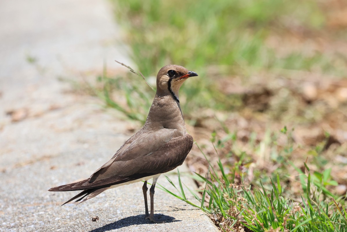 Oriental Pratincole - ML641841173