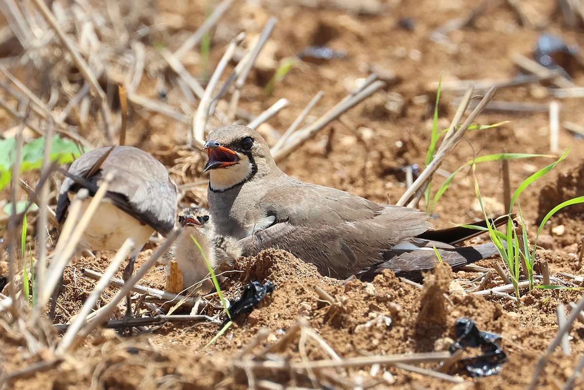Oriental Pratincole - ML641841176