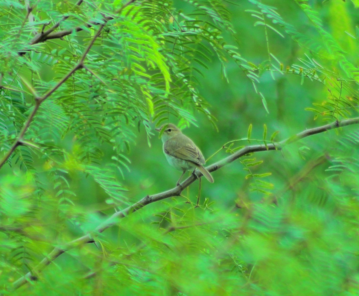 Booted Warbler - ML641841205
