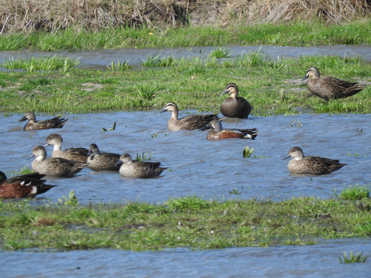 Australasian Shoveler - ML641841210