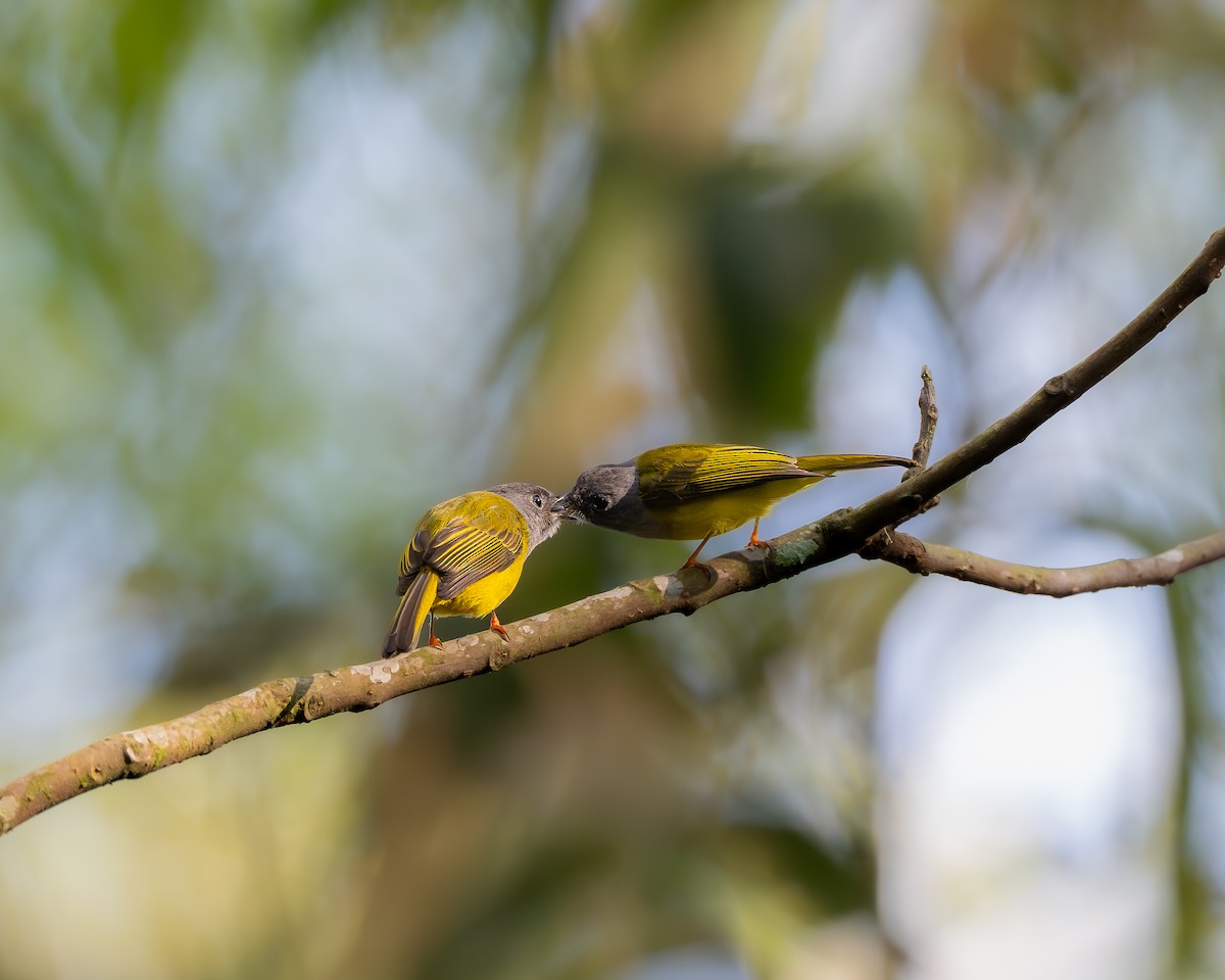 Gray-headed Canary-Flycatcher - ML641841217