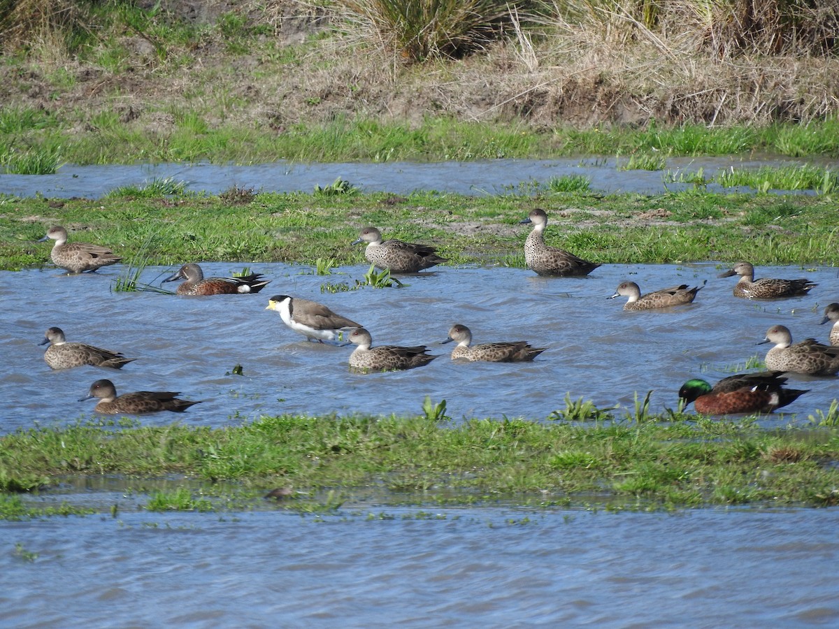 Australasian Shoveler - ML641841219