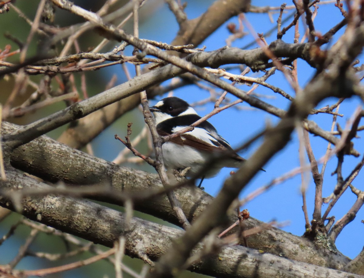 Collared Flycatcher - ML641841221